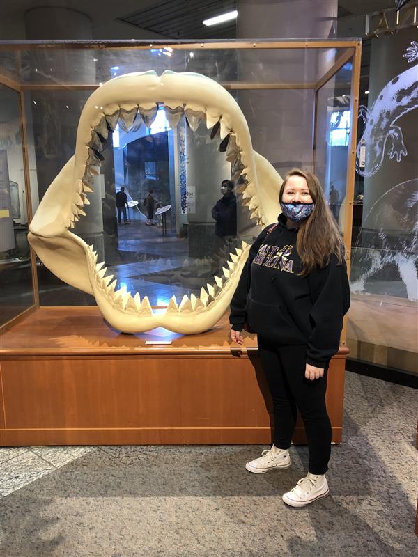 Megalodon Shark Jaws in the Natural History Museum at Raleigh